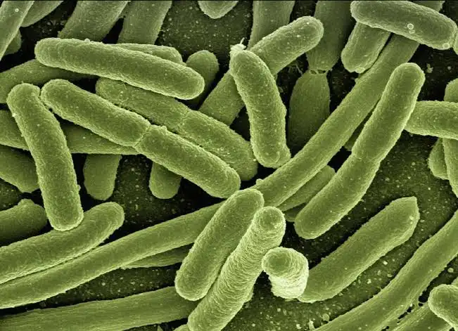 Legionella Bacteria and Pseudomonas Removal from Medical Facility Water Systems Network